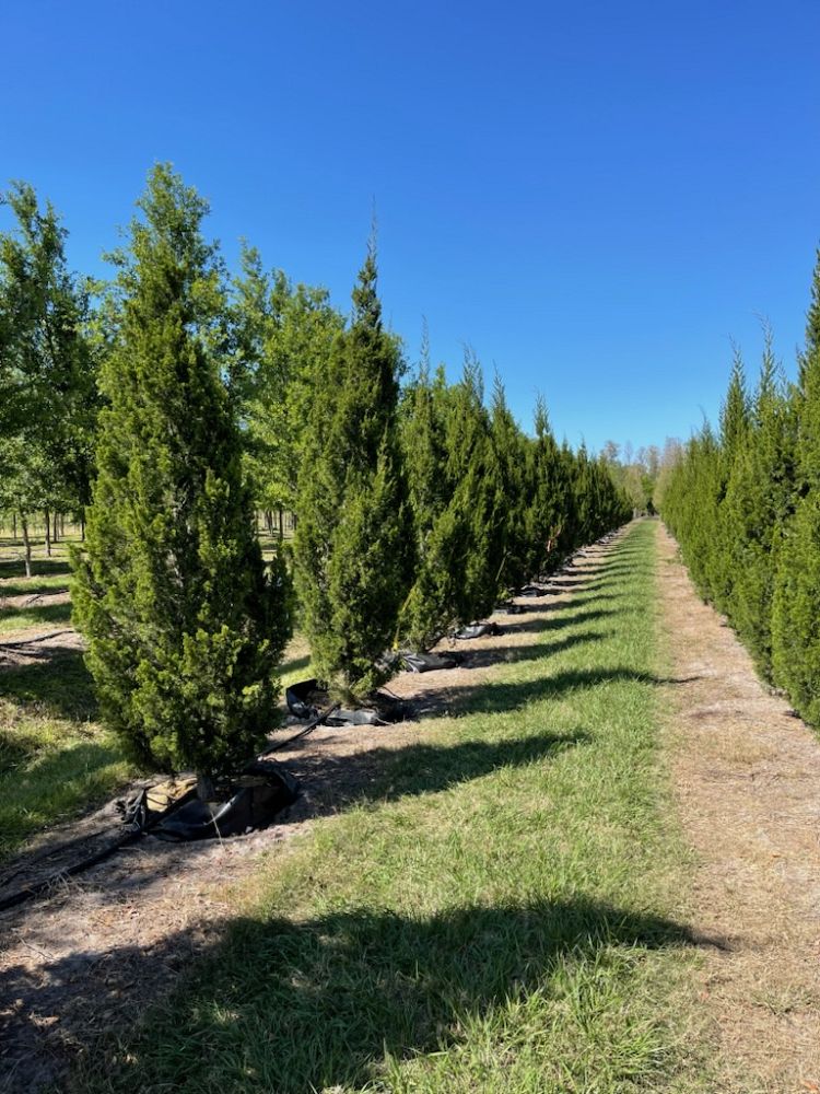 juniperus-silicicola-brodie-southern-red-cedar
