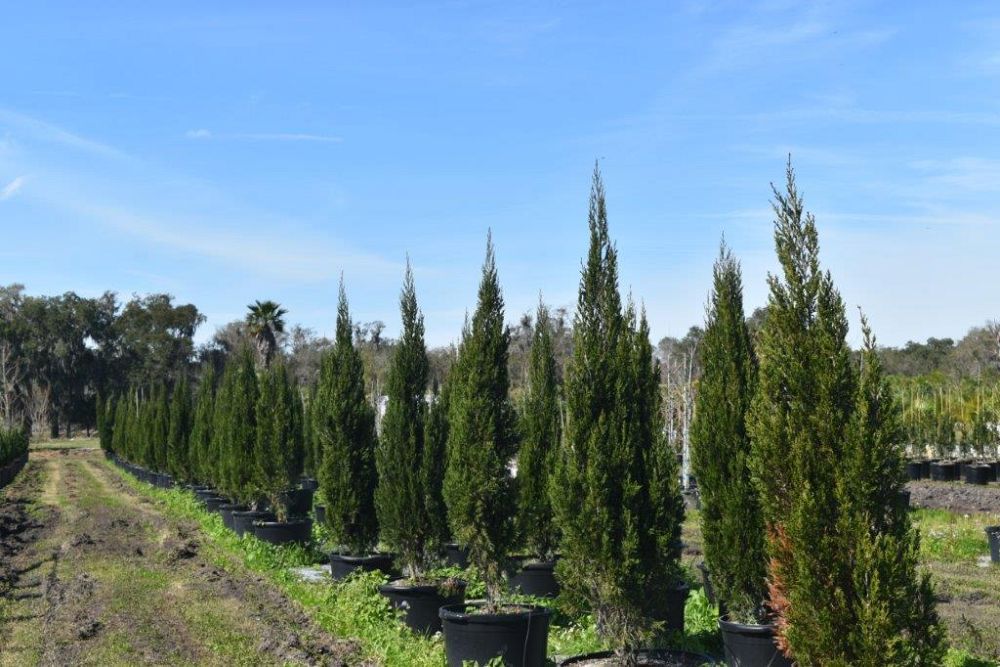 juniperus-silicicola-brodie-southern-red-cedar