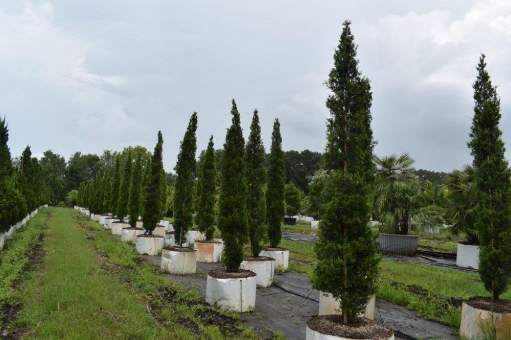juniperus-silicicola-brodie-southern-red-cedar