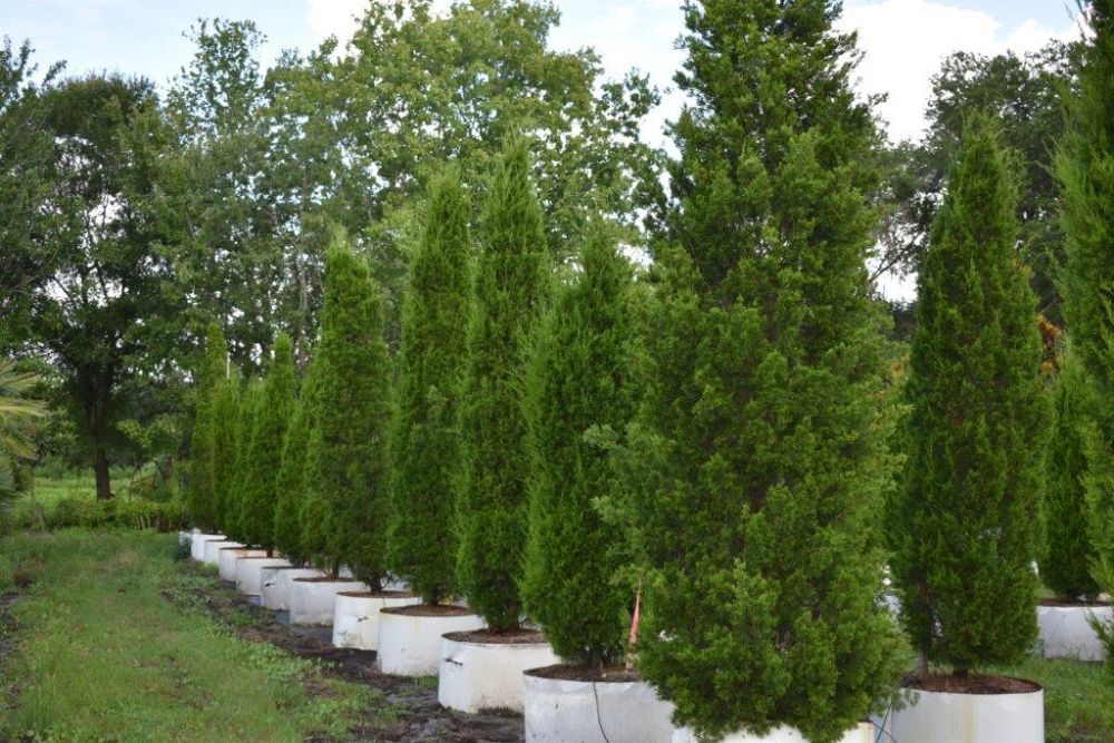 juniperus-silicicola-brodie-southern-red-cedar