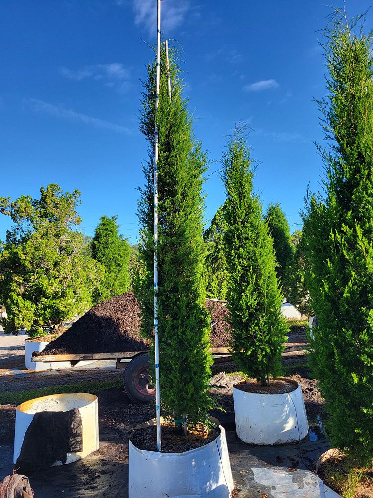 juniperus-silicicola-brodie-southern-red-cedar