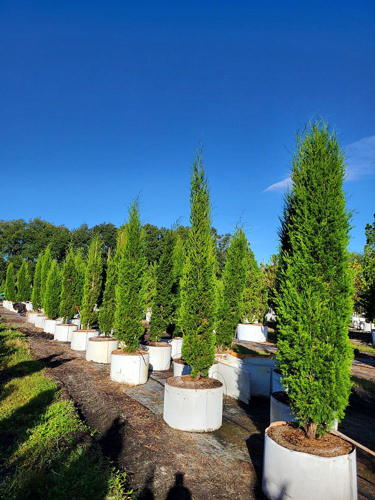 juniperus-silicicola-brodie-southern-red-cedar