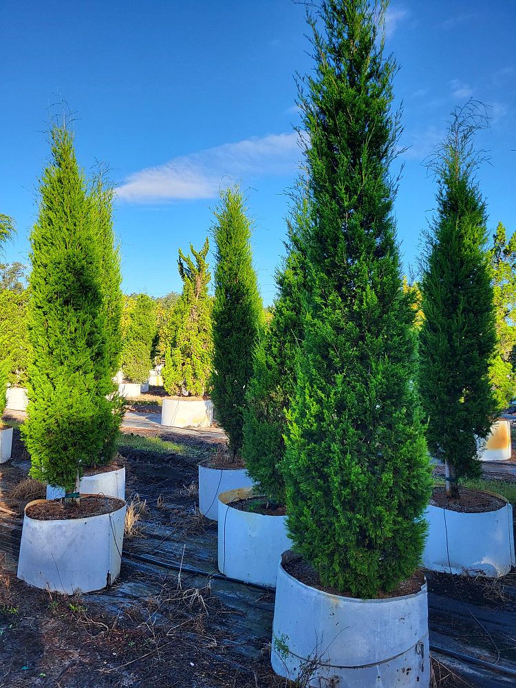 juniperus-silicicola-brodie-southern-red-cedar