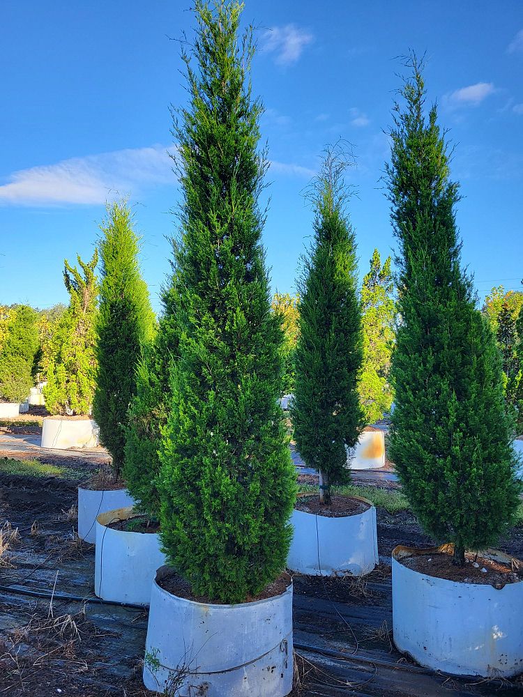 juniperus-silicicola-brodie-southern-red-cedar