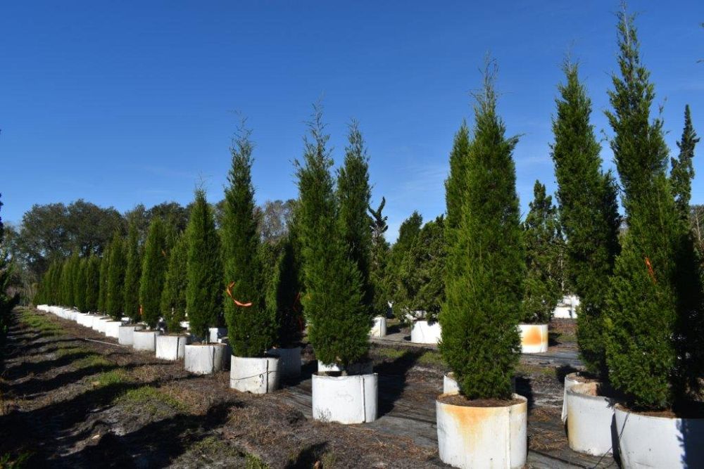 juniperus-silicicola-brodie-southern-red-cedar