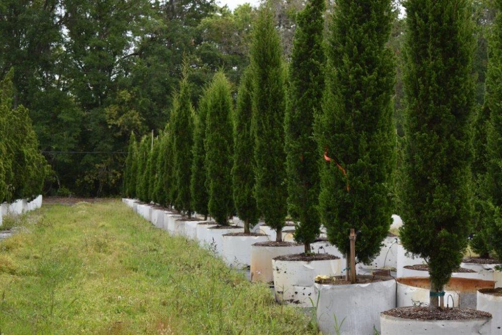 juniperus-silicicola-brodie-southern-red-cedar