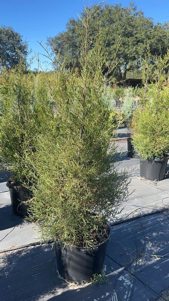 juniperus-silicicola-brodie-southern-red-cedar