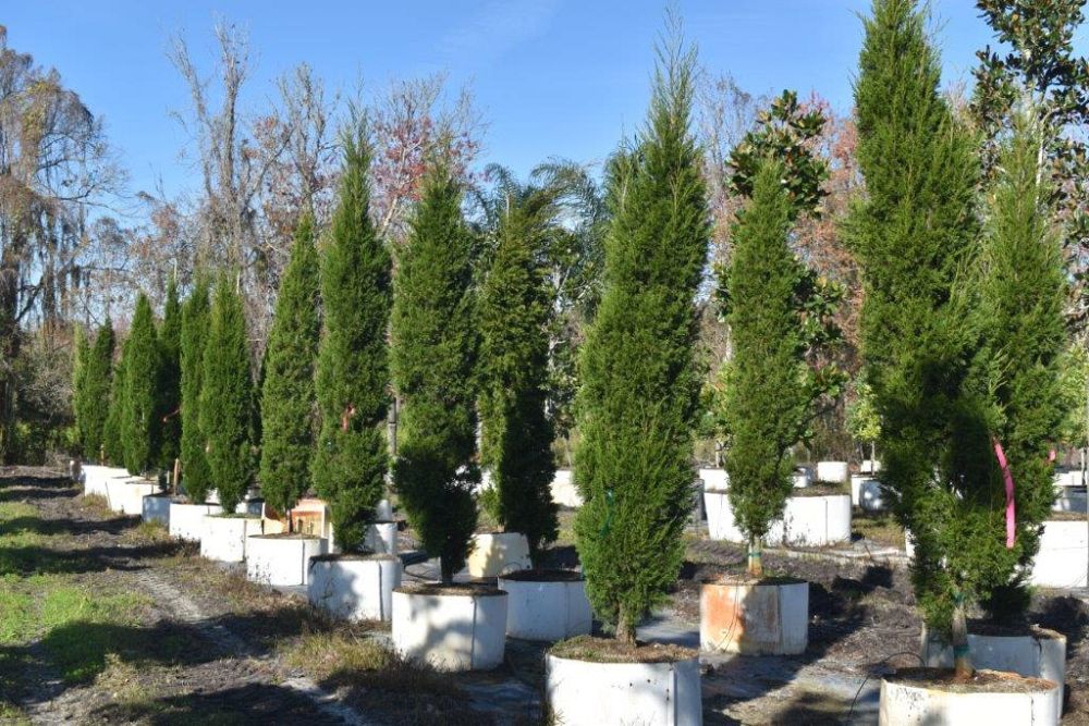 juniperus-silicicola-brodie-southern-red-cedar