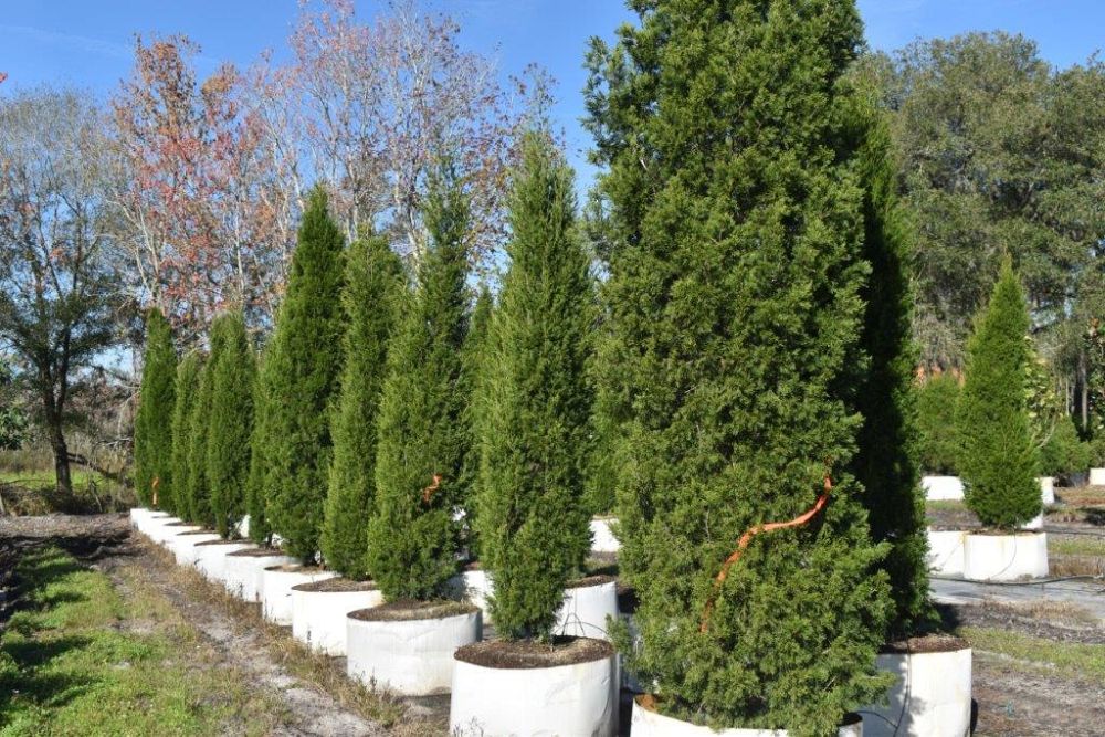 juniperus-silicicola-brodie-southern-red-cedar