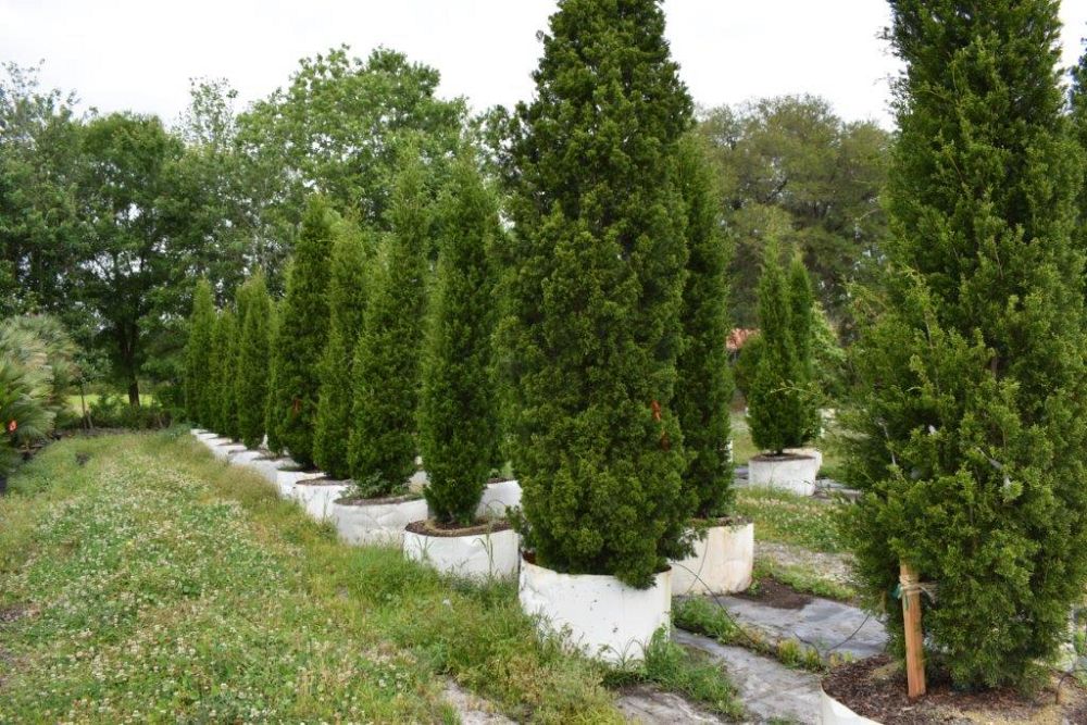 juniperus-silicicola-brodie-southern-red-cedar