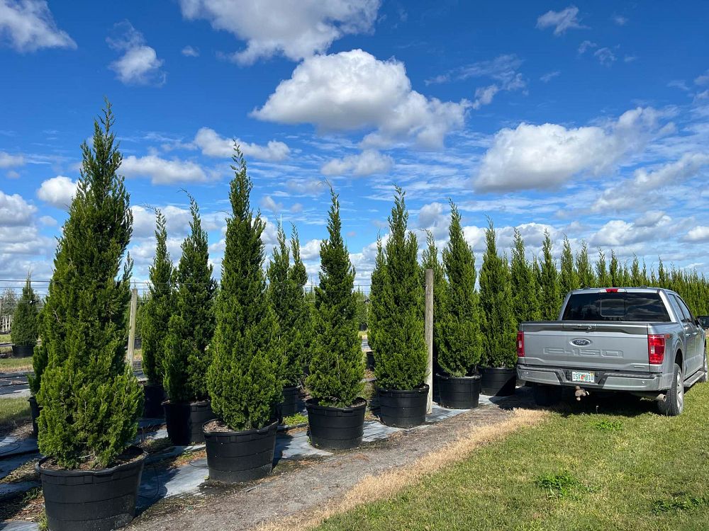 juniperus-silicicola-brodie-southern-red-cedar