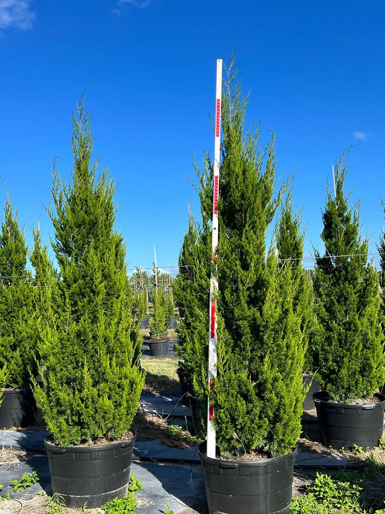 juniperus-silicicola-brodie-southern-red-cedar