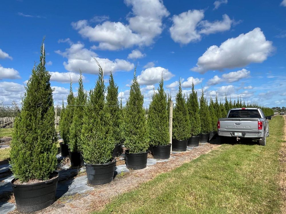 juniperus-silicicola-brodie-southern-red-cedar