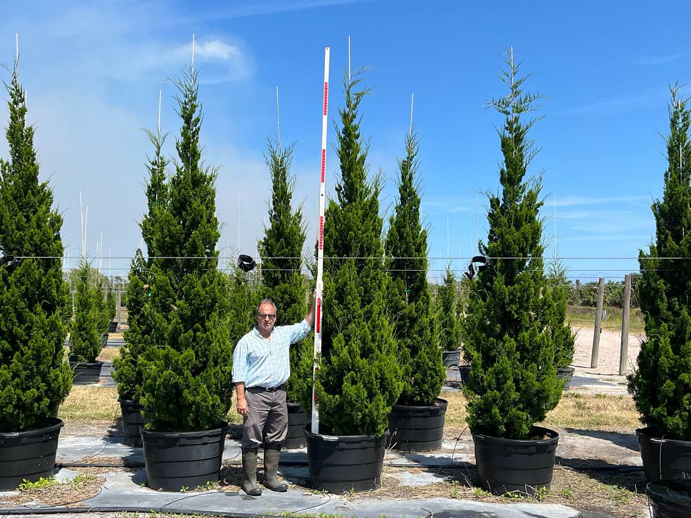 juniperus-silicicola-brodie-southern-red-cedar