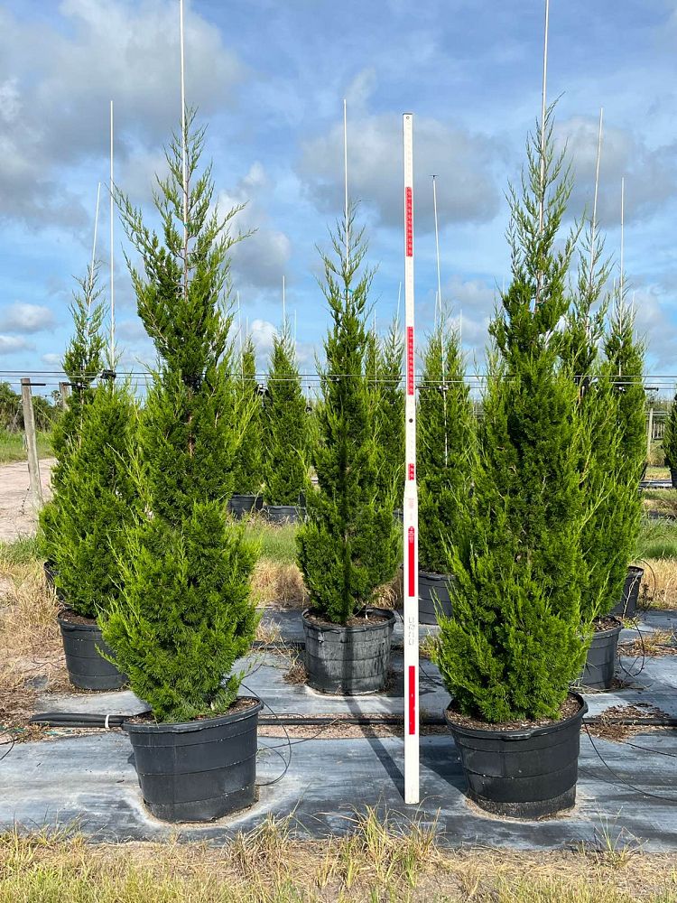 juniperus-silicicola-brodie-southern-red-cedar