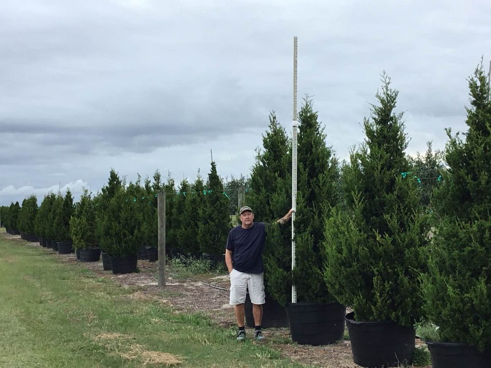 juniperus-silicicola-brodie-southern-red-cedar