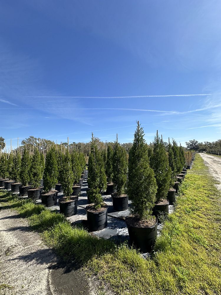 juniperus-silicicola-brodie-southern-red-cedar