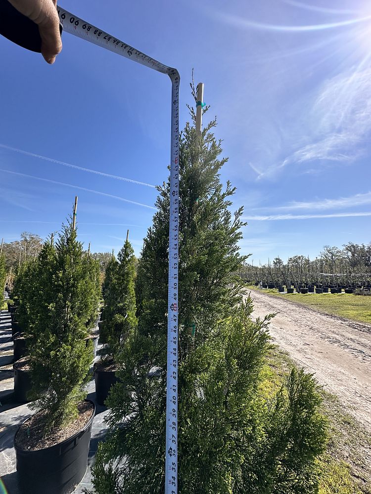 juniperus-silicicola-brodie-southern-red-cedar
