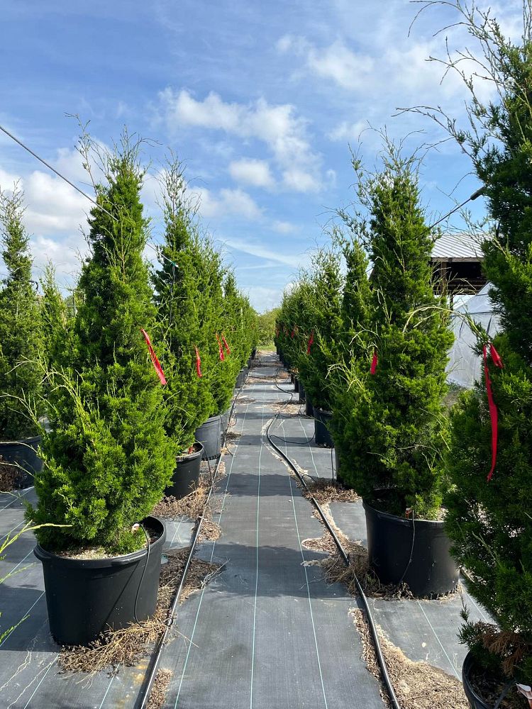 juniperus-silicicola-brodie-southern-red-cedar