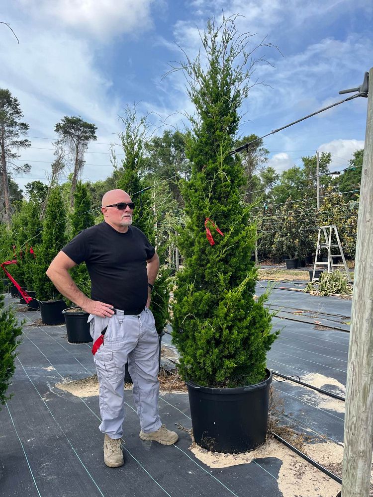 juniperus-silicicola-brodie-southern-red-cedar