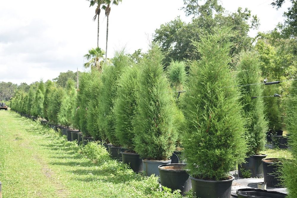 juniperus-silicicola-brodie-southern-red-cedar
