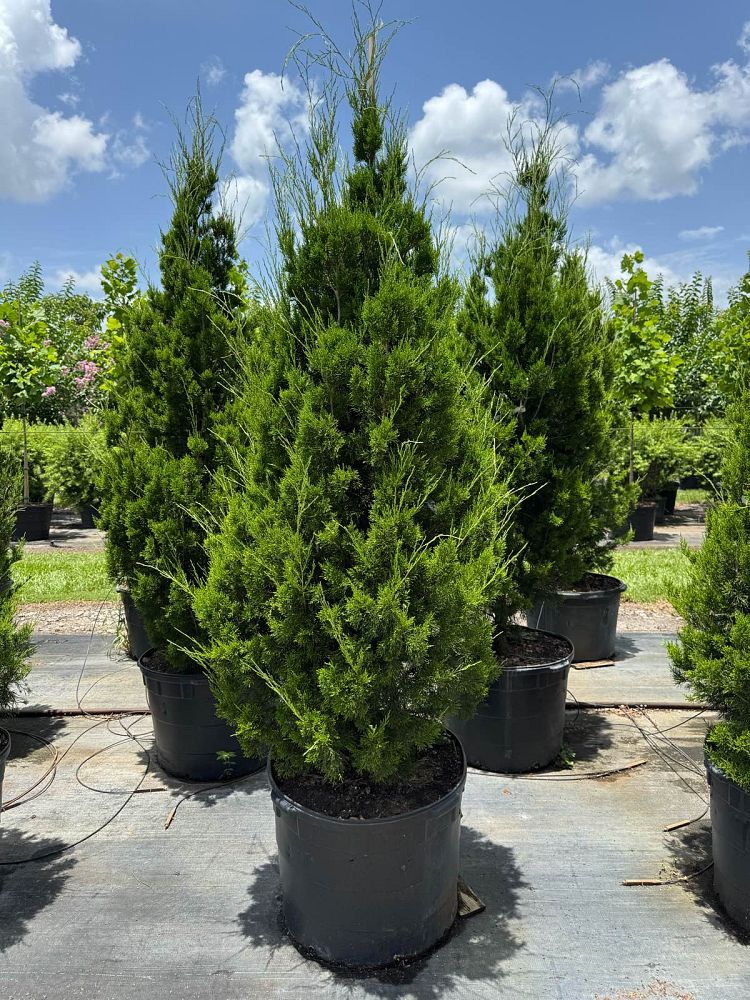 juniperus-silicicola-brodie-southern-red-cedar