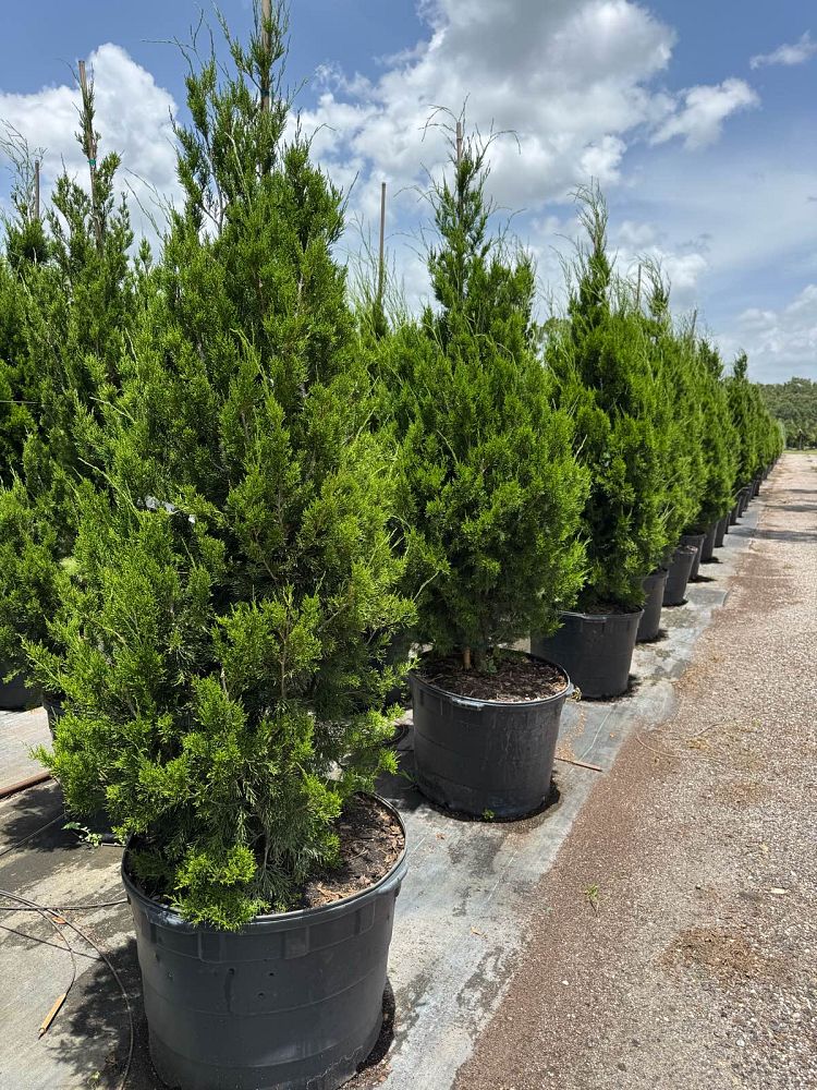 juniperus-silicicola-brodie-southern-red-cedar