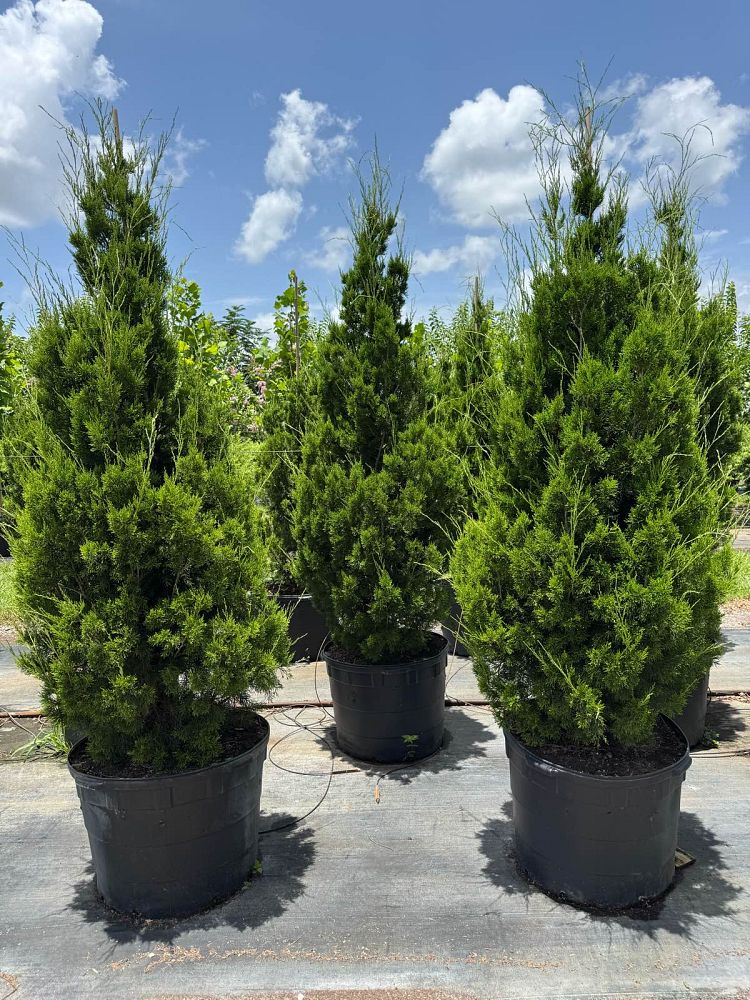 juniperus-silicicola-brodie-southern-red-cedar