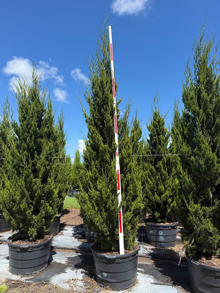 juniperus-silicicola-brodie-southern-red-cedar