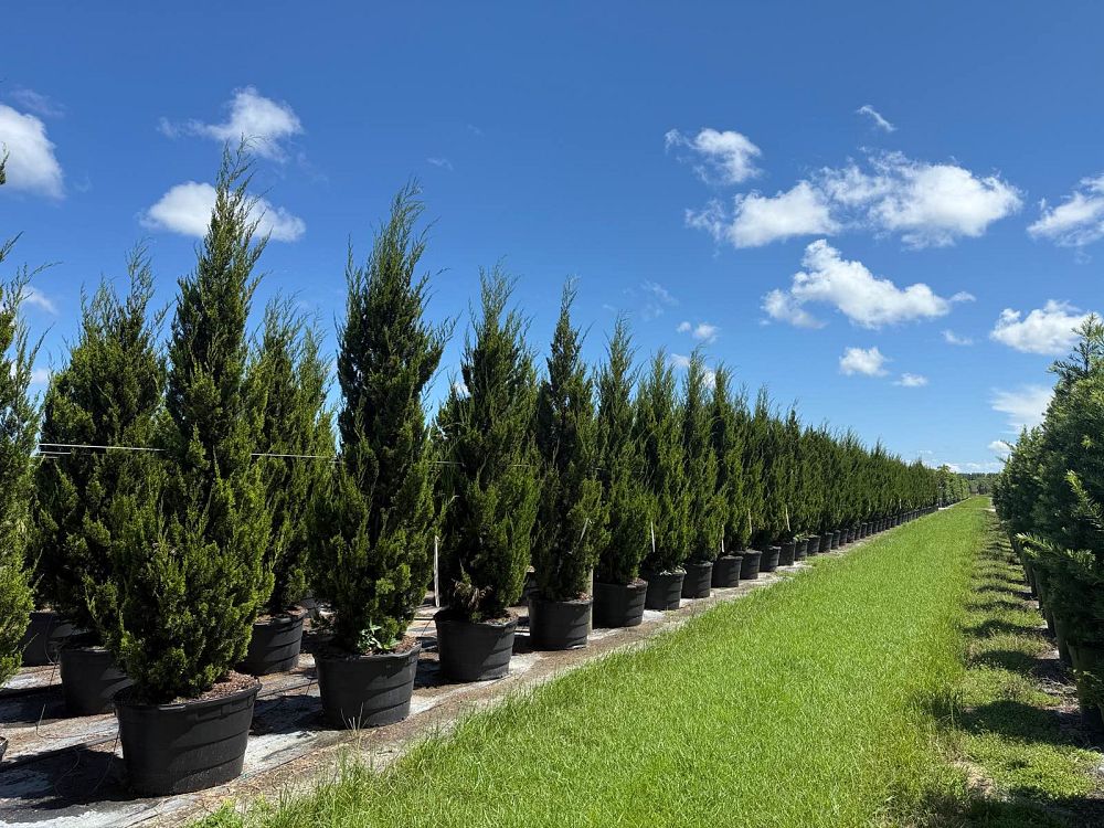 juniperus-silicicola-brodie-southern-red-cedar
