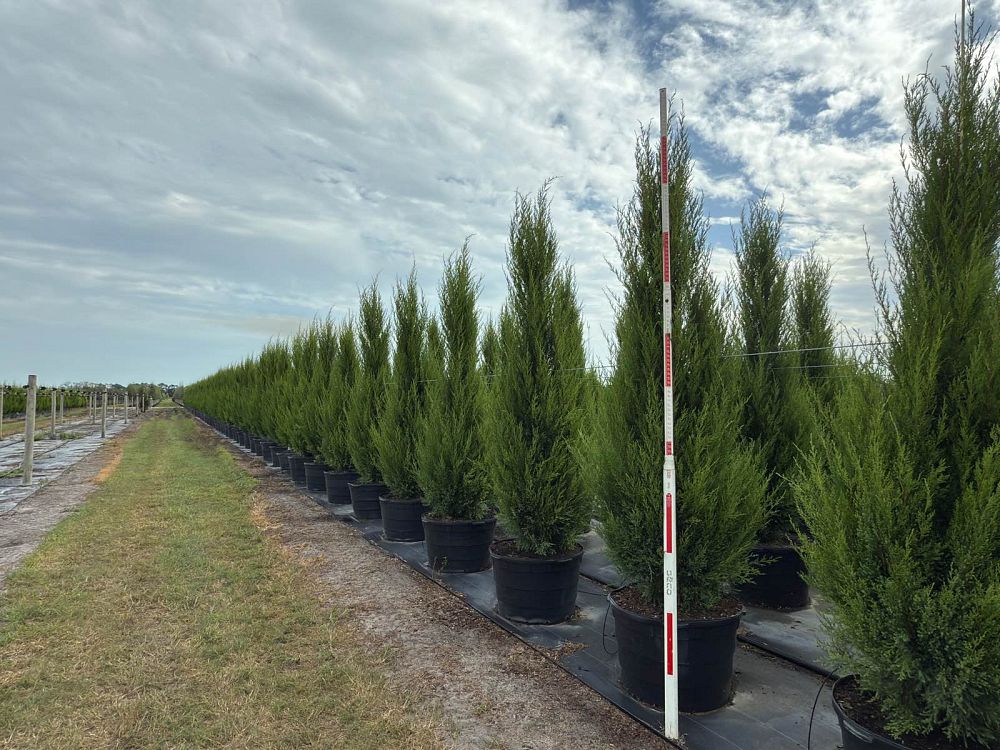 juniperus-silicicola-brodie-southern-red-cedar