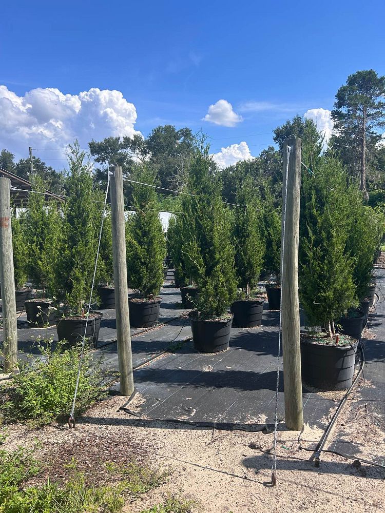 juniperus-silicicola-brodie-southern-red-cedar