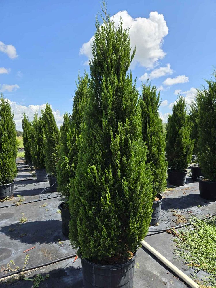 juniperus-silicicola-brodie-southern-red-cedar