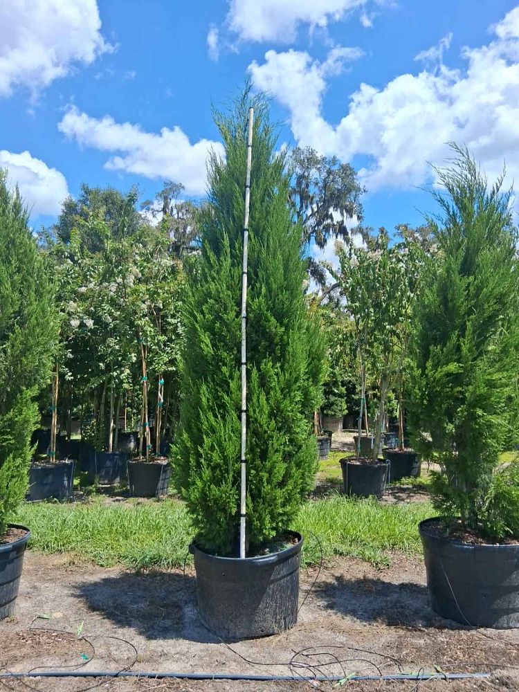 juniperus-silicicola-brodie-southern-red-cedar