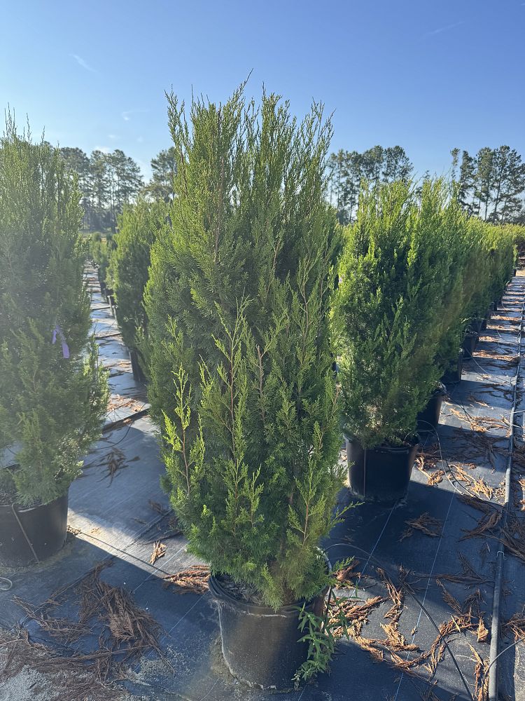 juniperus-silicicola-brodie-southern-red-cedar