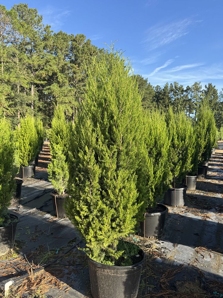 juniperus-silicicola-brodie-southern-red-cedar