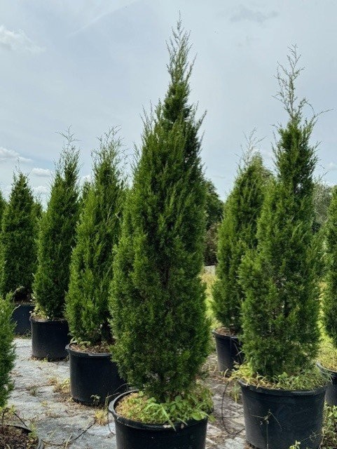juniperus-silicicola-brodie-southern-red-cedar