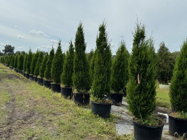 juniperus-silicicola-brodie-southern-red-cedar
