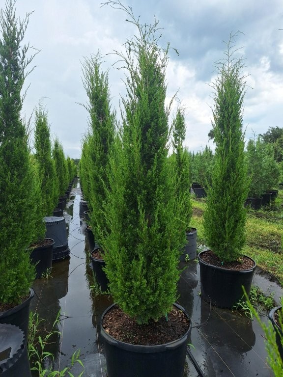 juniperus-silicicola-brodie-southern-red-cedar