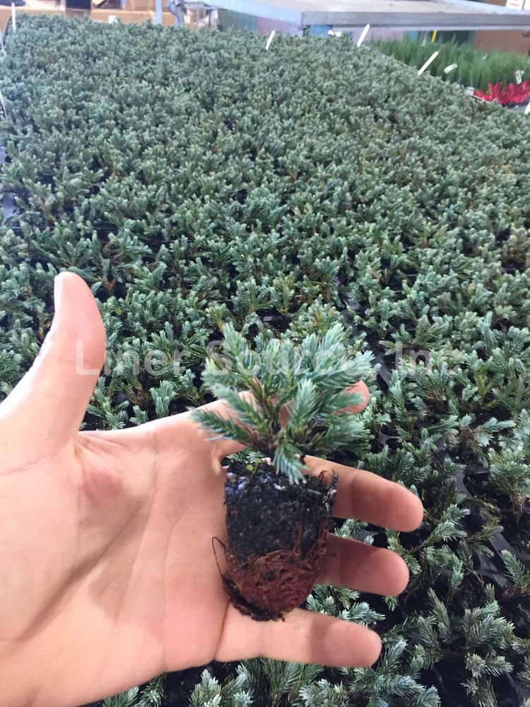 juniperus-squamata-blue-star-flaky-juniper-himalayan-juniper