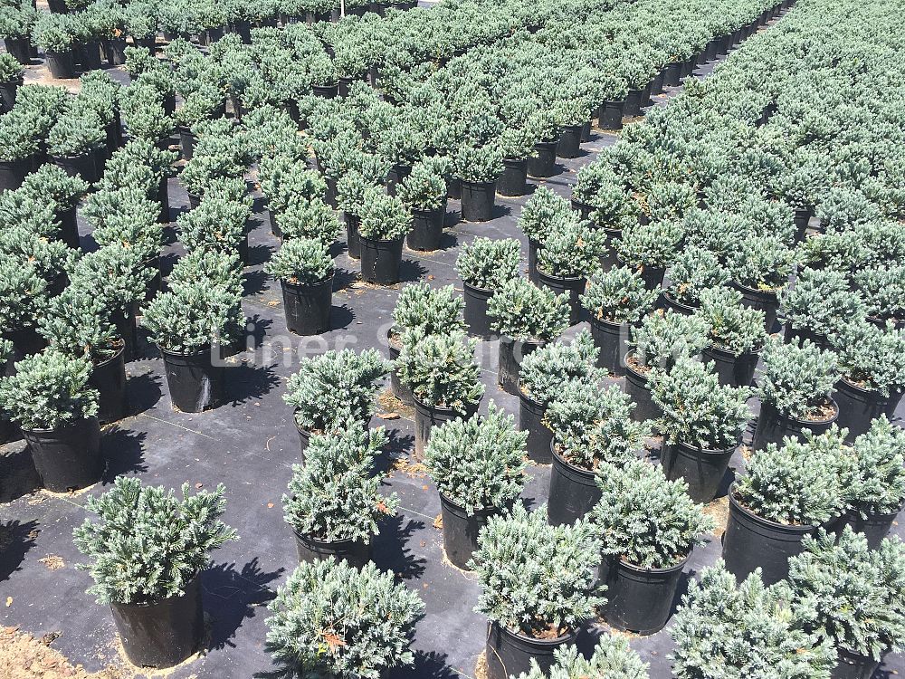 juniperus-squamata-blue-star-flaky-juniper-himalayan-juniper