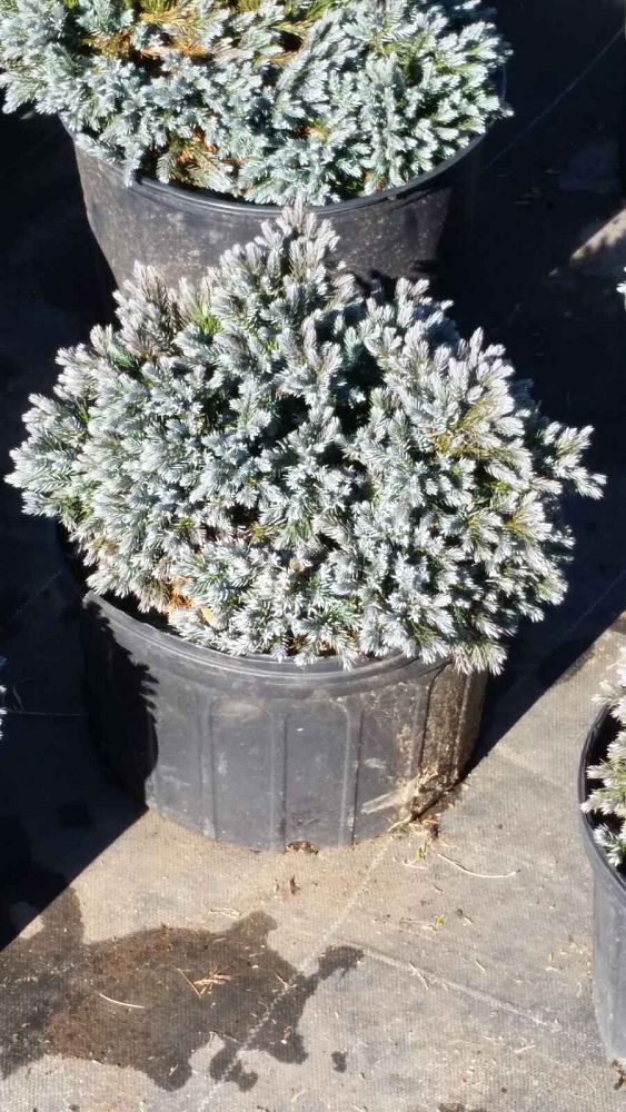 juniperus-squamata-blue-star-flaky-juniper-himalayan-juniper