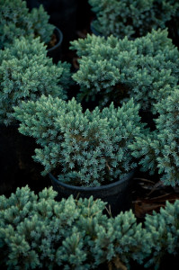 juniperus-squamata-blue-star-flaky-juniper-himalayan-juniper