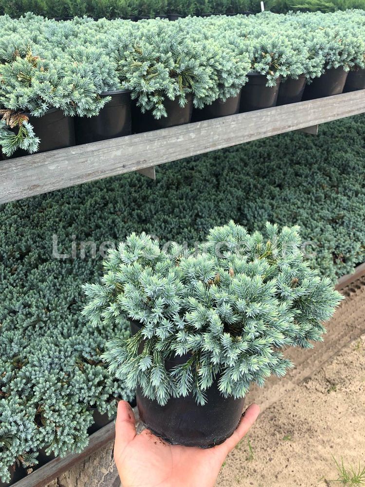 juniperus-squamata-blue-star-flaky-juniper-himalayan-juniper