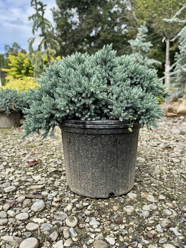 juniperus-squamata-blue-star-flaky-juniper-himalayan-juniper