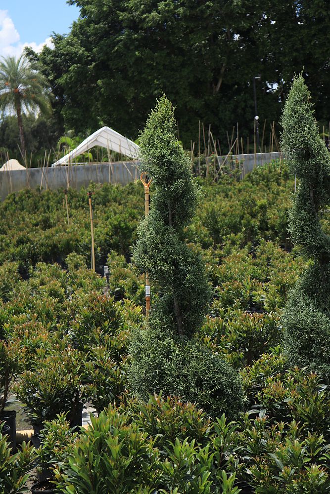 juniperus-topiary-spiral-juniper