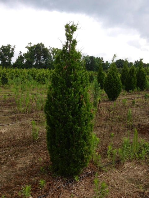 juniperus-virginiana-brodie-eastern-red-cedar