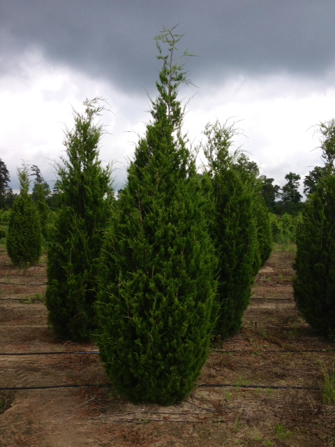 juniperus-virginiana-brodie-eastern-red-cedar