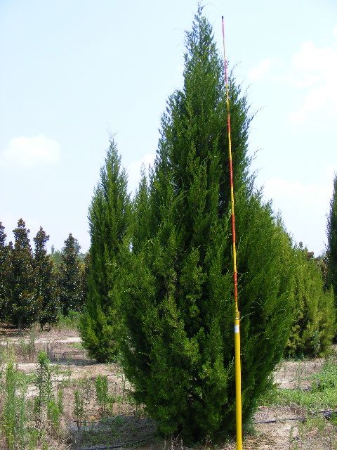juniperus-virginiana-brodie-eastern-red-cedar