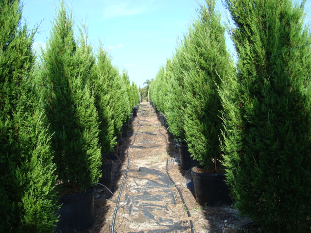 juniperus-virginiana-brodie-eastern-red-cedar